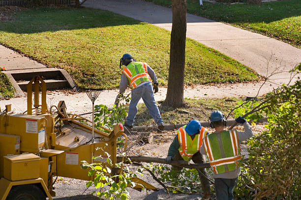 Best Palm Tree Trimming  in Evergreen, MT